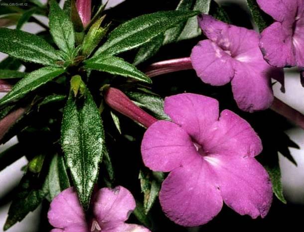 Foto: Achimenes, Honz�k, K�iv�tka