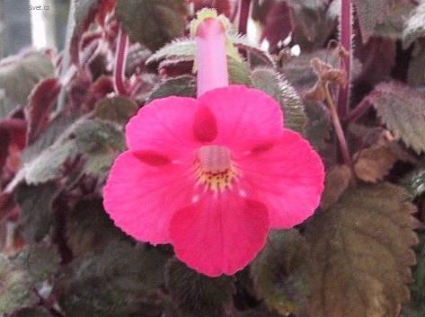 Fotky: Achimenes, Honz�k, K�iv�tka (foto, obrazky)