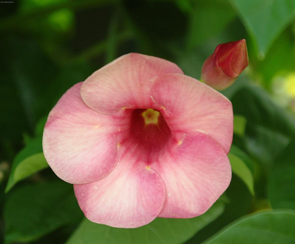Foto: Alamanda po�istiv�