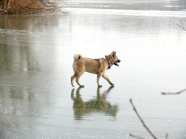 Fotky: Americk� akita (foto, obrazky)