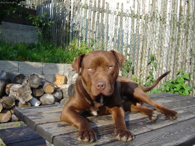Fotky: Americk� pitbull teri�r (foto, obrazky)