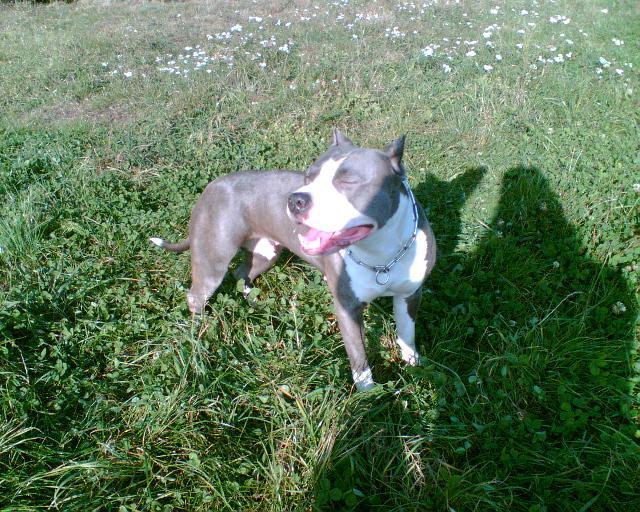 Foto: Americk� staford�irsk� terier-Na�e Kallisto (kallisto2002@seznam.cz)