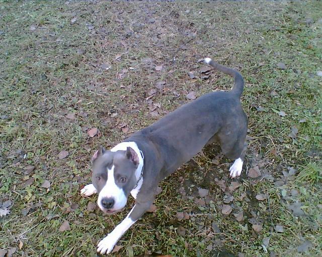 Foto: Americk� staford�irsk� terier-Na�e Kallisto (kallisto2002@seznam.cz)