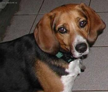 Foto: Anglick� foxhound