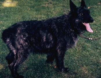 Fotky: Ardensk� bouvier (foto, obrazky)