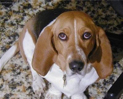 Fotky: Art�sko-normandsk� basset (foto, obrazky)