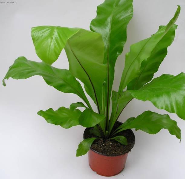 Foto: Asplenium vlasov�-Z vlastn� sb�rky