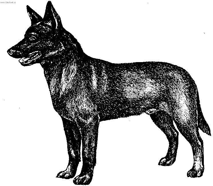 Foto: Australsk� kelpie-Kresba