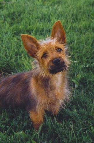 Foto: Australsk� teri�r