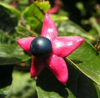 Foto: Blahoke�, klerodendrum