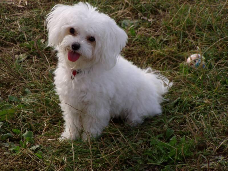 Fotky: Bolo�sk� ps�k (foto, obrazky)