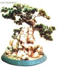 Foto: Bonsaj-Han-kengai