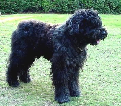 Foto: Bouvier