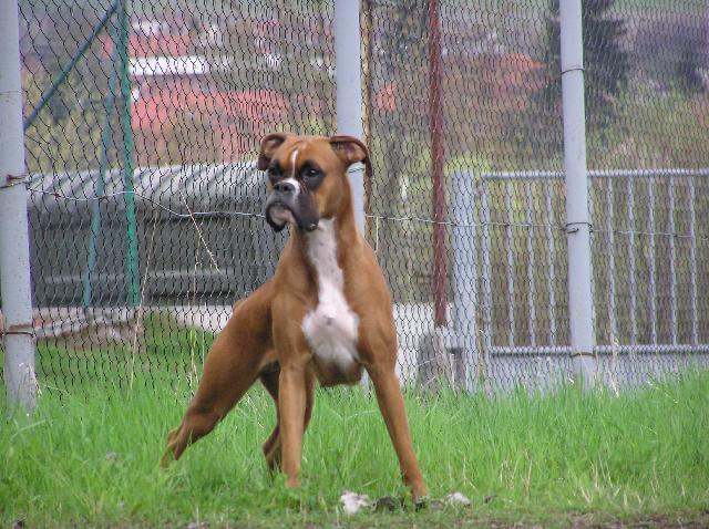 Foto: N�meck� boxer-Aemi se n�kdy r�da fot�. Majitelka: M�la Macourkov�