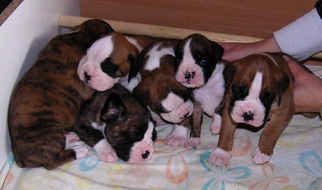 Foto: N�meck� boxer-Ahoj j� jsem Luke a m�m �t�n�tka tady jsou fotky.Tak zdar. Majitel: martinsynek@yahoo.de