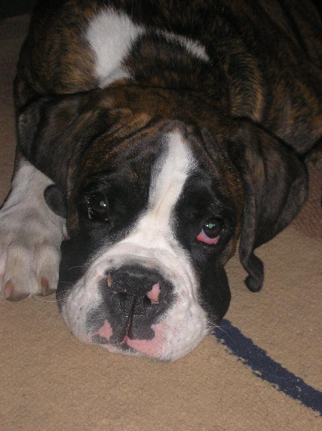 Foto: N�meck� boxer-Majitelka: Jan�a