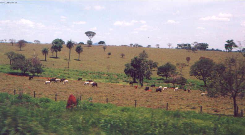 Foto: Braz�lie-kr�vy na pastv� v Minas Gerais