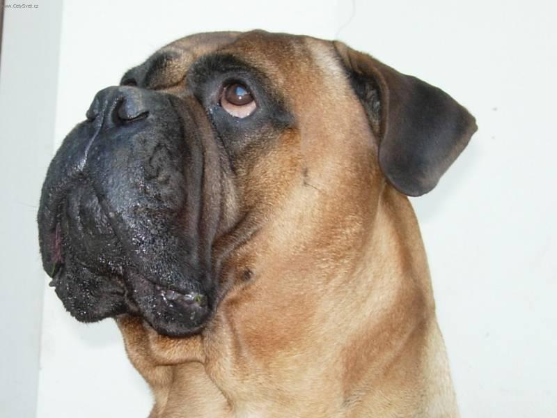 Foto: Bullmastif-Costa. Ch.st.: Str�nick� r�j. Majitel: Bodie