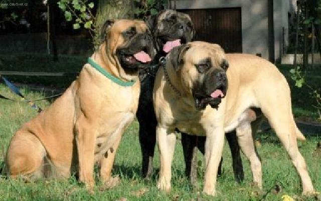Foto: Bullmastif-CH. ST. ROTT-BULL (HL�NOVI, hlinovi@c-mail.cz)