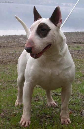 Fotky: Bulteri�r (Bullteri�r) (foto, obrazky)