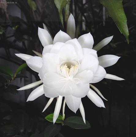 Foto: Cereus