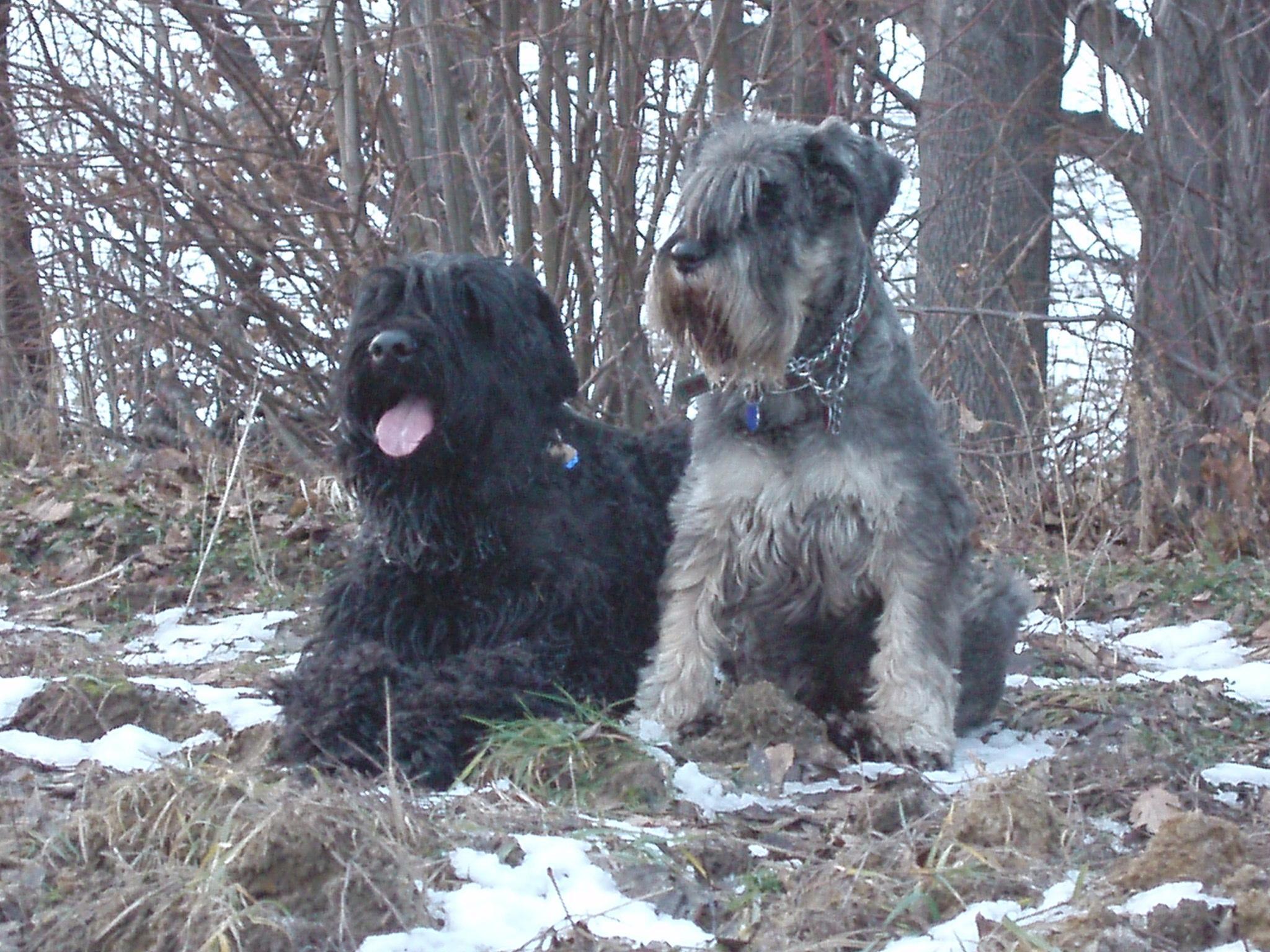 Foto: �ern� teri�r-Arrnow �ern� st�n. Majitelka: Katka.