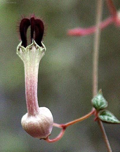 Fotky: Cerop�gie (foto, obrazky)