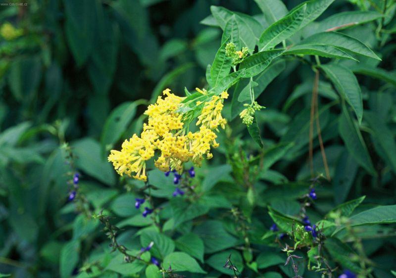 Foto: Cestrum