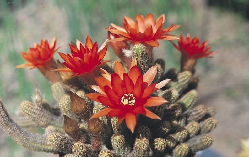 Foto: Chamecereus