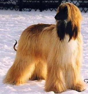 Foto: Afg�nsk� p�vodn� chrt