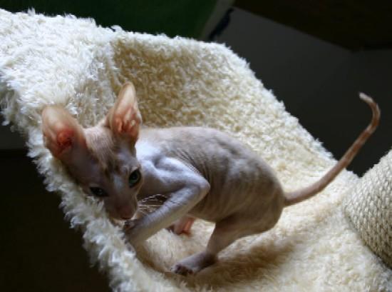 Foto: Cornish Rex-CHS: z Valimaru *Cz