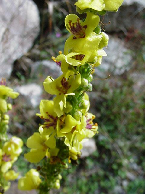 Foto: Divizna Velkokv�t�, Divizna S�povit�