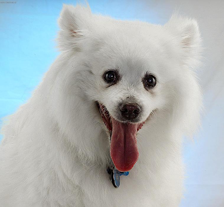 Foto: Eskym�ck� lajka-Max