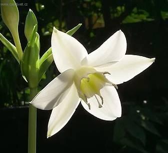 Foto: Eucharis, l�benka