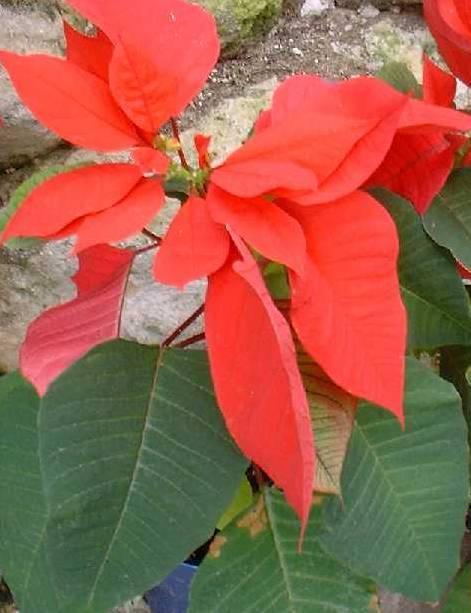 Fotky: Pry�ec n�dhern�, v�no�n� hv�zda, poinsetie (foto, obrazky)