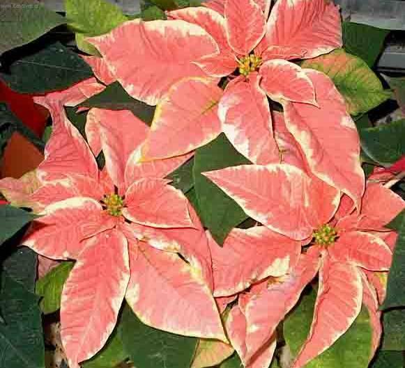 Fotky: Pry�ec n�dhern�, v�no�n� hv�zda, poinsetie (foto, obrazky)