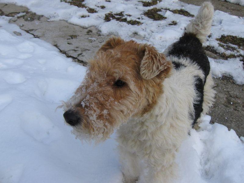 Fotky: Foxterier drsnosrst� (foto, obrazky)