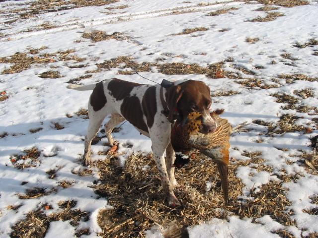 Fotky: Francouzsk� oha� kr�tkosrst� gasko�sk�ho typu (foto, obrazky)