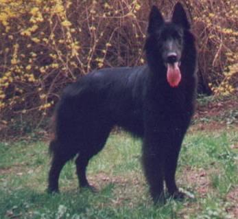 Fotky: Belgick� ov��k - Groenendael (foto, obrazky)