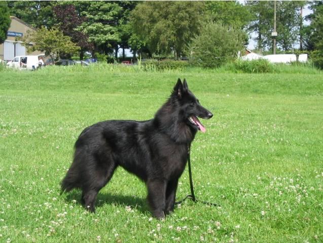 Foto: Belgick� ov��k - Groenendael