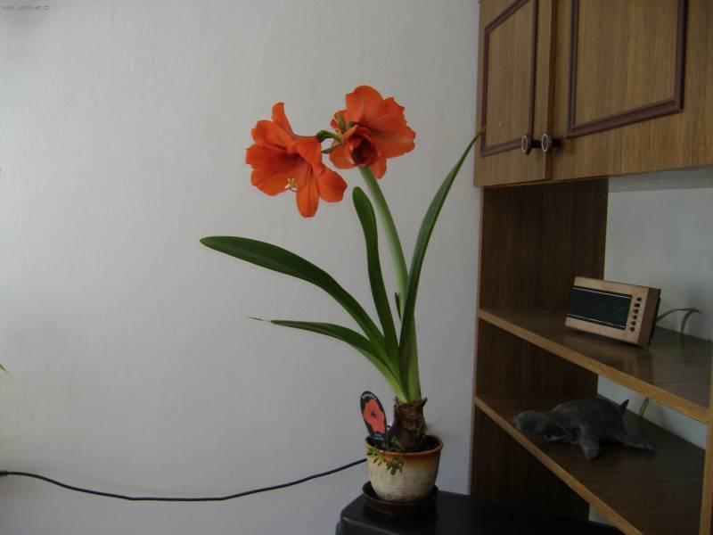 Foto: Hv�zdn�k, zornice, amarylis-Pestitela: K. Lukavcov�