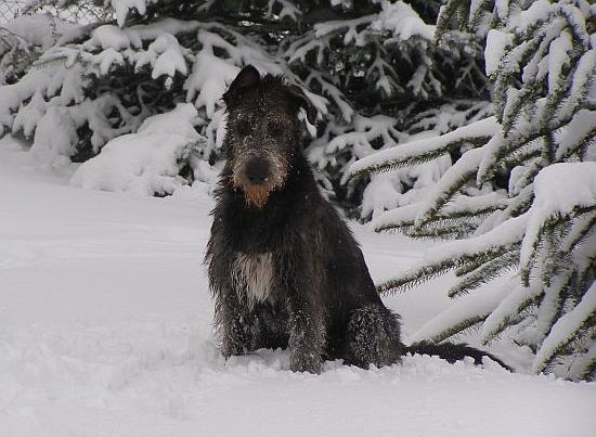 Foto: Irsk� vlkodav-CHS: AARKAS-EDEN