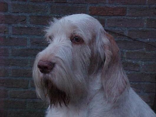 Fotky: Italsk� spinone (foto, obrazky)