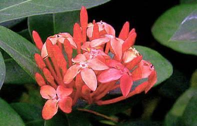 Fotky: Ixora �arlatov� (foto, obrazky)