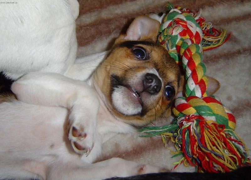 Fotky: Jack Russel�v Teri�r (foto, obrazky)