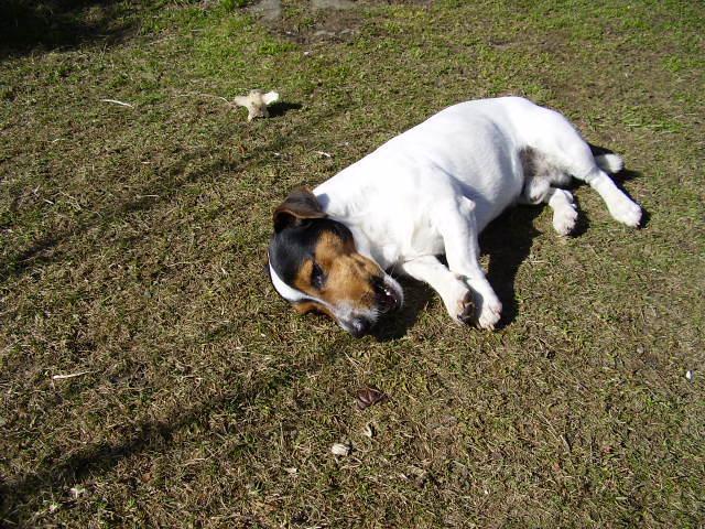 Fotky: Jack Russel�v Teri�r (foto, obrazky)