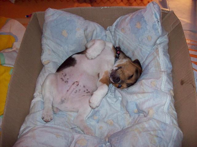 Fotky: Jack Russel�v Teri�r (foto, obrazky)