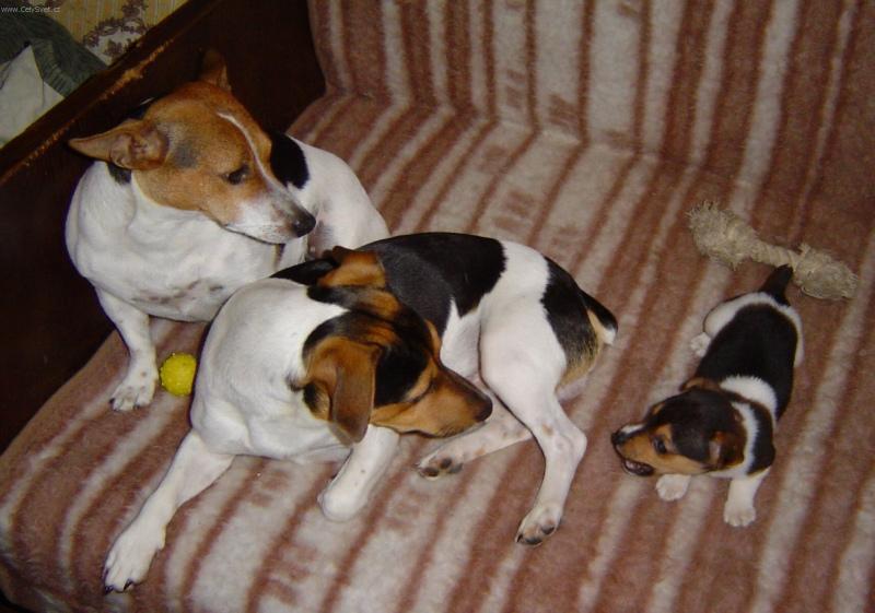 Fotky: Jack Russel�v Teri�r (foto, obrazky)