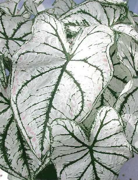 Foto: Kaladium, ��ovn�k