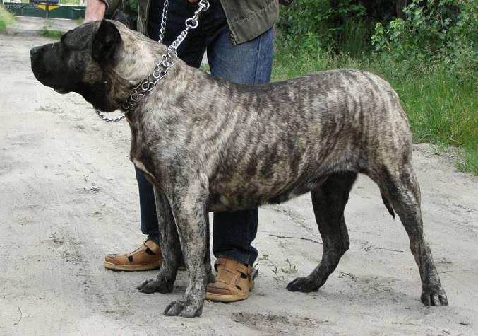 Fotky: Kan�rsk� doga (foto, obrazky)